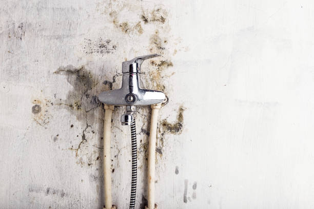 Best Mold Removal Near Me  in Media, PA