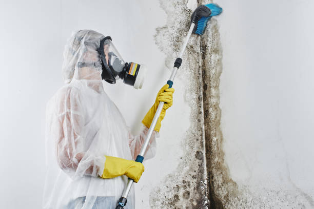 Best Certified Mold Removal  in Media, PA