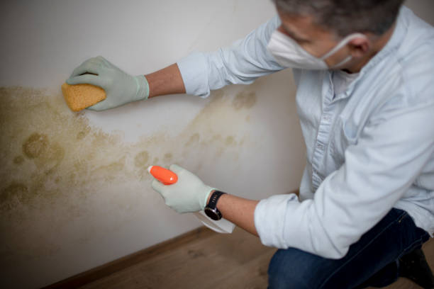 Best Crawl Space Mold Removal  in Media, PA