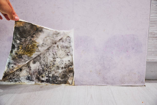 Best Mold Damage Repair  in Media, PA